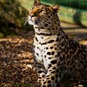 slides/_MG_7620.jpg wildlife, feline, big cat, cat, predator, fur, spot, amur, siberian, leopard, eye WBCW40 - Amur Leopard